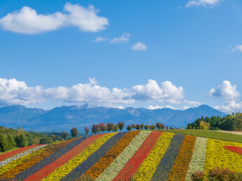 日本北海道富良野郊外的田园花海风光