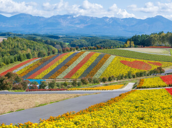 日本北海道富良野郊外的田园花海风光