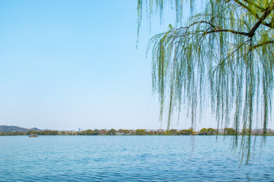 浙江杭州西湖畔春天杨柳枝
