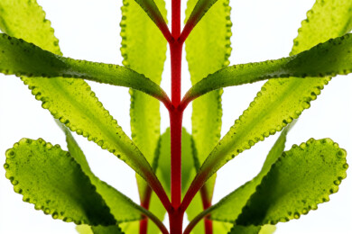 绿叶特写茎红清晰可见