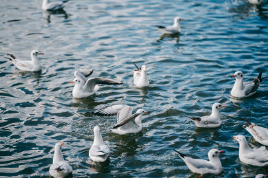 冬天水面嬉戏抢食的红嘴鸥