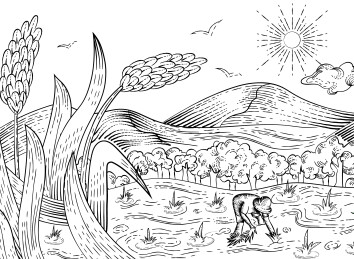 水稻插秧稻田插画