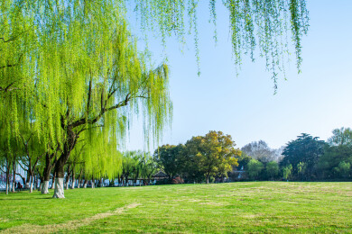 浙江杭州西湖柳浪闻莺春景