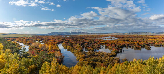 中国内蒙古呼伦贝尔黑山头湿地多彩斑斓秋色