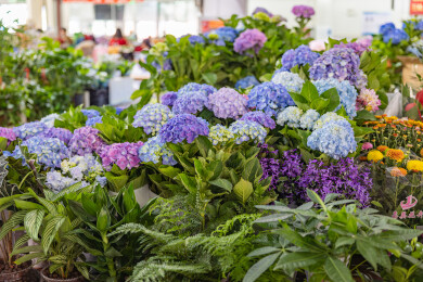 中国云南昆明斗南花市售卖中的鲜花特写