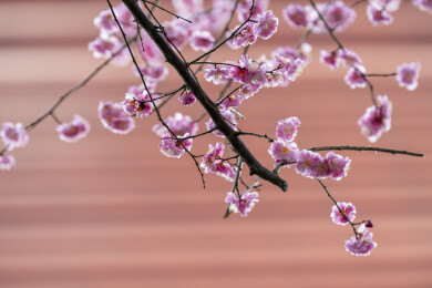 粉色重瓣梅花特写微距 枝头绽放迎春