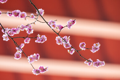 粉色重瓣梅花特写微距 枝头绽放迎春