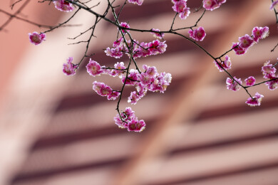 粉色重瓣梅花特写微距 枝头绽放迎春