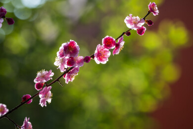 粉色重瓣梅花特写微距 枝头绽放迎春