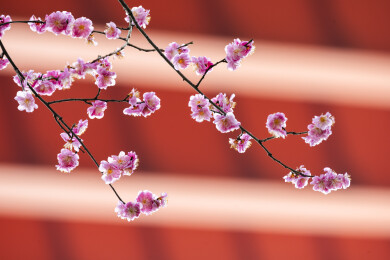 粉色重瓣梅花特写微距 枝头绽放迎春