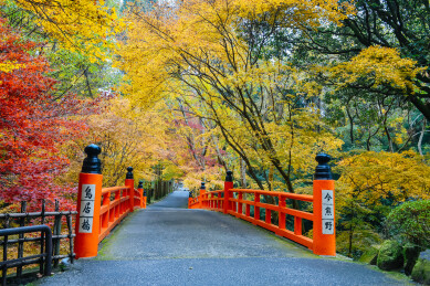  日本京都今熊野观音寺鸟居桥红叶季美景