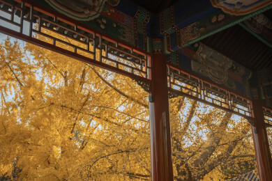 中国北京中山公园银杏秋景