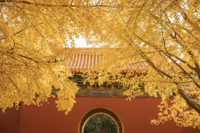 中国北京中山公园银杏秋景