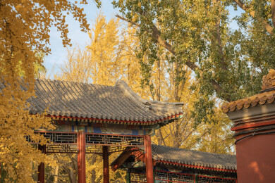 中国北京中山公园银杏秋景