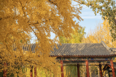 中国北京中山公园银杏秋景