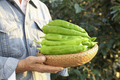 黄皮尖椒 黄皮椒