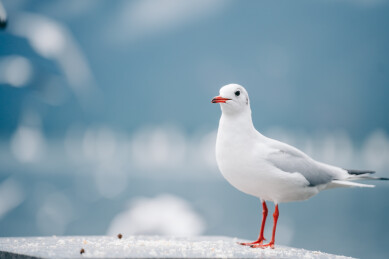 冬天昆明滇池海埂大坝的红嘴鸥