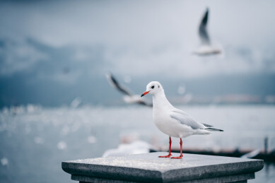冬天昆明滇池海埂大坝的红嘴鸥