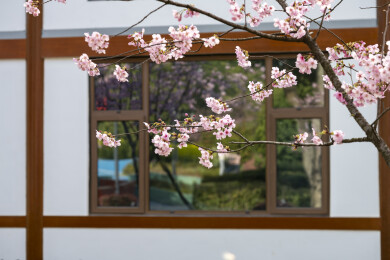 武汉东湖樱花盛开