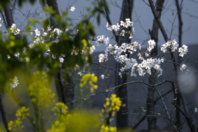 武汉东湖樱花盛开