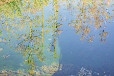中国内蒙古阿尔山森林公园石塘林水面特写