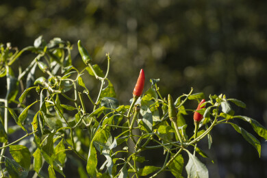 绿叶丛中生长的一根红色朝天椒