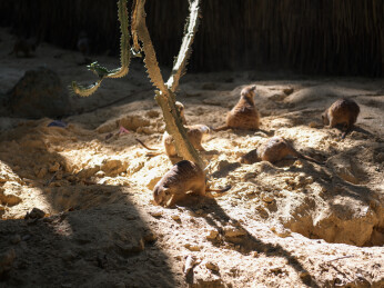 沙地上的狐獴群与仙人掌