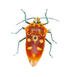 白背景角盾蝽特写