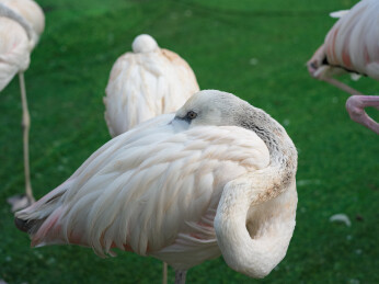 火烈鸟梳理羽毛的瞬间