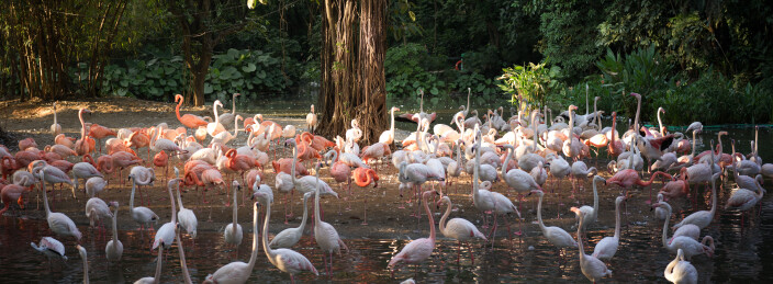 树林旁水域中群集的火烈鸟
