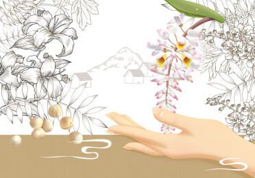 白豆蔻横板插画