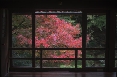 日本滋贺县旧竹林院的秋季风光