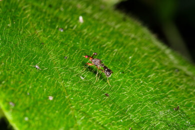 绿叶上的突眼蝇特写