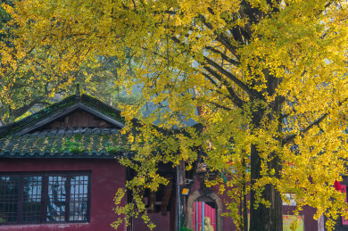 中国重庆璧山佛荫寺银杏