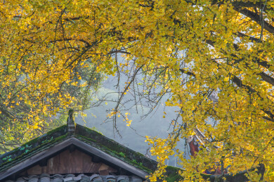 中国重庆璧山佛荫寺银杏