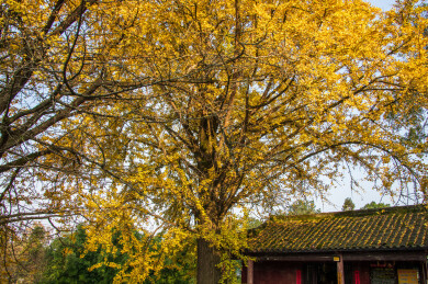 中国重庆璧山佛荫寺银杏