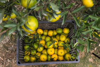 广东江门新会茶枝柑采摘