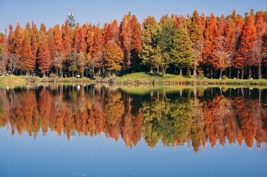 秋天云南昆明滇池湖畔海洪湿地水杉林