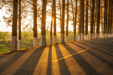 阳光穿过公路边的水杉树
