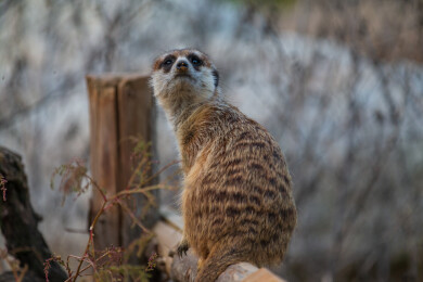 警惕的狐獴站立瞭望