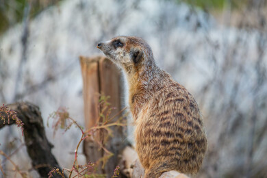 警惕的狐獴站立瞭望