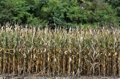 辽宁省抚顺县秋天玉米地玉米杆特写