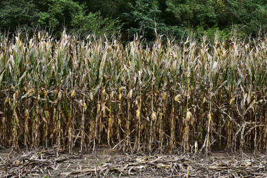 辽宁省抚顺县秋天玉米地玉米杆特写