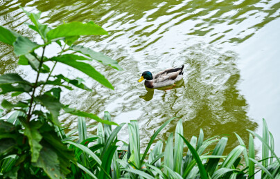 阳光下池塘绿水中畅游的鸭子