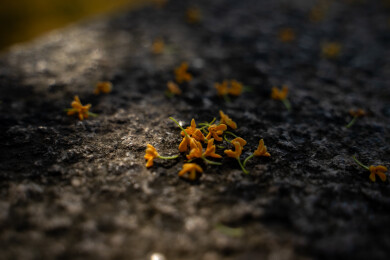 秋天地面上飘落的桂花