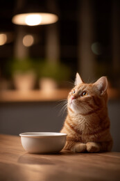 橘猫与空碗的温馨时光
