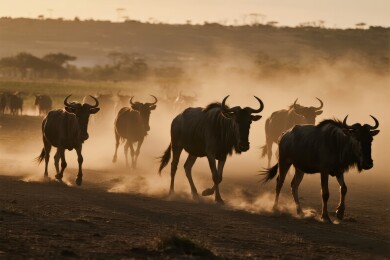 角马群在尘土中奔跑