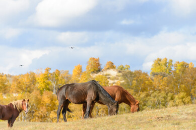 中国内蒙古乌兰布统将军泡子草原牧场秋色