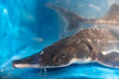 亚洲超市水产区水池内待售的尖吻鲟特写