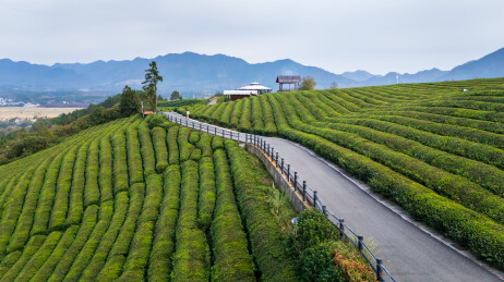 安徽旌德路西空中茶园